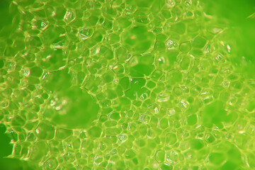 Wall Mural - abstract green macro background of a molecule