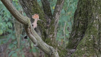 Wall Mural - Eurasian hoopoe male with grasshopper in the beak (Upupa epops)