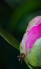 Wall Mural - The red ant in the flower bud