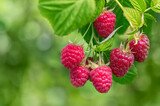 branch of ripe red raspberries in garden