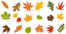 Leaves Autumn Set, Collection In Flat Design Set Isolated