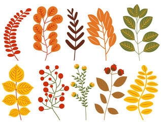 Wall Mural - plants leaves autumn set, collection in flat design set isolated, vector