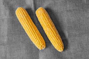 Wall Mural - pair of ear of corn young and yellow on gray background