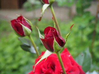 Poster - red rose bud