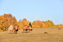 A Procession Of Camels Came Over The Grassland