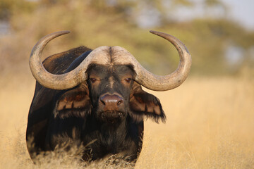 Wall Mural - Cape or African buffalo bull, game farm, South Africa