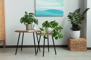 Canvas Print - Stylish room interior with beautiful house plants. Home design idea