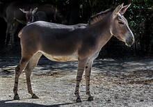African Wild Donkey In Its Enclosure. Latin Name - Equus Africanus