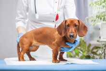 Female Doctor Examines A Dachshund Dog In A Veterinary Clinic. Medicine For Pets