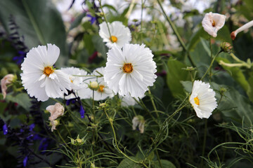 Wall Mural - Serene white cosmos aka aster flowers (fin: kosmoskukka) in a closeup image with some greens in the background. Beautiful spring flowers photographed in Helsinki, Finland. Closeup color image.