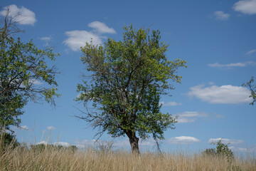 tree in the field