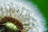 Fototapeta Dmuchawce - dandelion seeds close up on green turquoise background