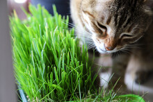 Growing Microgreens For Your Pet At Home. Tabby Cat Eating Fresh Wheatgrass. Photo With Selective Focus