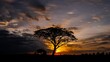 Silhouette of Tree in savanna fields,with dark clouds Sunset On The Background in Masai Mara, Kenya,South Africa. 4K- timelapse.