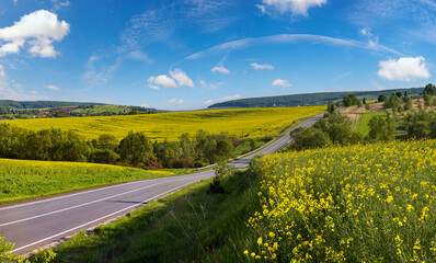 Wall Mural - road through spring rapeseed yellow blooming fields panoramic view, blue sky with clouds in sunlight
