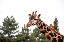 Giraffes In The Warsaw Zoo. Emotions And Joy, Feelings Of Closeness With Wild Nature