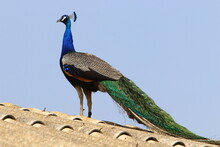 Peacock Lives In A Zoo In Israel