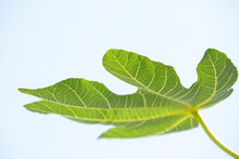Green Fig Leaves On A White Background