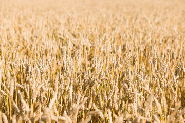 Wall Mural - Field of golden wheat. Crops growing on farmland, UK countryside