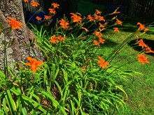 Orange Tiger Lilly Lillies Flower In The Garden In Front Of An Oak Tree With Shade In The Background