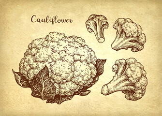 Canvas Print - cauliflower ink sketch set.