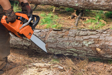 Poster - After a violent storm, a municipal worker chops down a tree with a chainsaw that has been uprooted