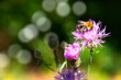 Biene - Bee - Ecology - High quality photo - bee on white wildflowers