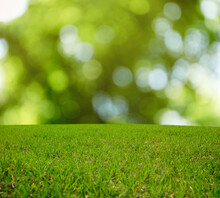 Beautiful Lawn With Green Grass On Sunny Day. Bokeh Effect
