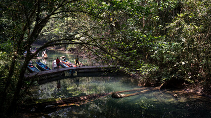 Wall Mural - bridge over river in tropical forest
