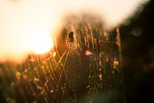 Spider In The Web At Sunset. Outdoor