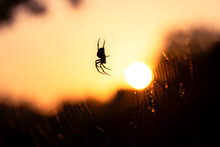 Spider In The Web At Sunset
