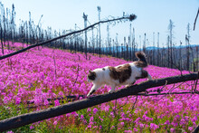 Fluffly Maine Coone Cat Walking In A Field Of Bright Pink, Purple Fireweed Flowers During Summer In Northern Canada. 