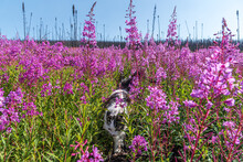 Fluffly Maine Coone Cat Walking In A Field Of Bright Pink, Purple Fireweed Flowers During Summer In Northern Canada. 