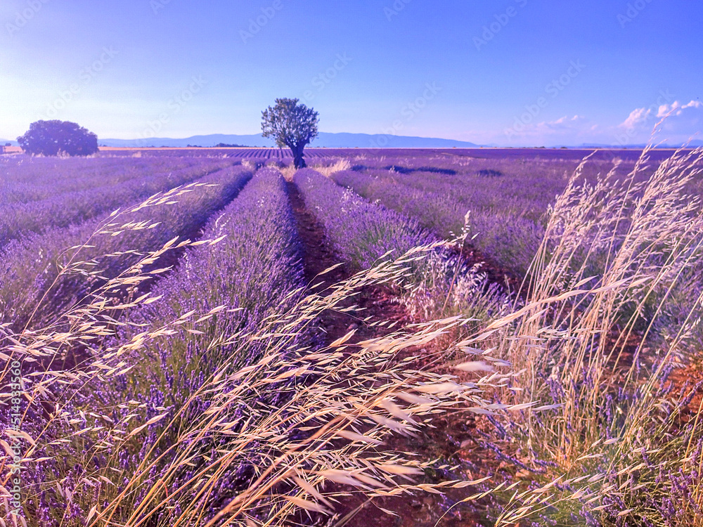 Champs de lavande sur le plateau de Valensole - Photo et Tableau