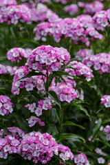 Wall Mural - Pink Turkish carnation ( lat. Dianthus barbatus ) is blossoming in garden