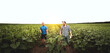 Two farmers in an agricultural field of sunflowers. Agronomist and farmer inspect potential yield