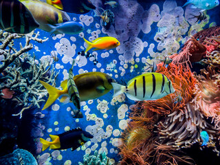Wall Mural - Underwater scene.  Colorful and vibrant aquarium life