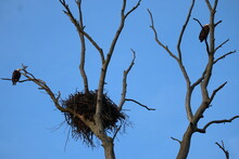 Bald Eagles With Nest