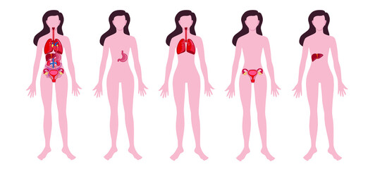  Set of woman with drawn internal organs on white background. Anatomy concept