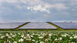 Solar panels in nature in The Netherlands - renewable energy