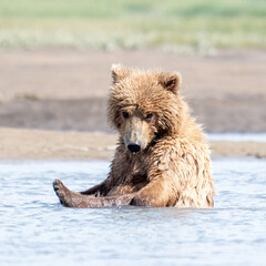 Wall Mural - alaska coastal brown bear (ursus arctos gyas), cub washing in the river, katmai national parkusa, no