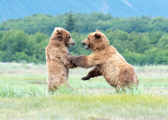 Wall Mural - alaska coastal brown bear (ursus arctos gyas), cubs play fighting, katmai national park usa, north a