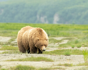 Wall Mural - alaska coastal brown bear (ursus arctos gyas), sow, mcneil perserve, usa, north america