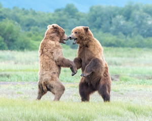 Wall Mural - alaska coastal brown bear (ursus arctos gyas), cubs play fighting, katmai national park usa, north a