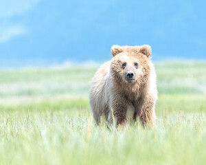 Wall Mural - alaska coastal brown bear (ursus arctos gyas), cub, katmai national park, usa, north america