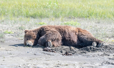 Wall Mural - alaska coastal brown bear (ursus arctos gyas), boar sleeping, katmai national park, usa, north ameri