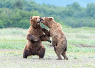 Wall Mural - alaska coastal brown bear (ursus arctos gyas), cubs play fighting, katmai national park usa, north a