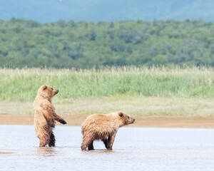 Wall Mural - alaska coastal brown bear (ursus arctos gyas), cubs, katmai national park, usa, north america