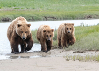 Wall Mural - alaska coastal brown bear (ursus arctos gyas), sow with two cubs walking up river, katmai national, 