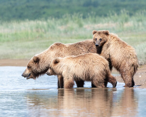 Wall Mural - alaska coastal brown bear (ursus arctos gyas), sow with two cubs, katmai, national park, usa, north 